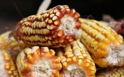 Zambia Update from Lonnie and Fran